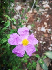 Cistus creticus