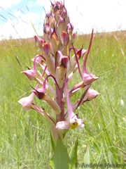 Disa cooperi
