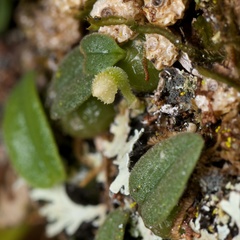 Bulbophyllum pygmaeum