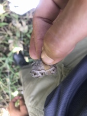 Pharneuptychia phares