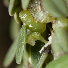 Bulbophyllum pygmaeum