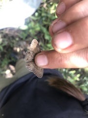 Pharneuptychia phares