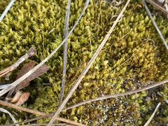 Dicranum condensatum