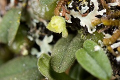 Bulbophyllum pygmaeum