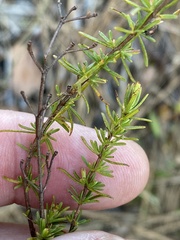 Hypericum tenuifolium