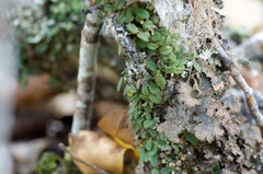 Bulbophyllum pygmaeum