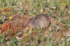 Microtus duodecimcostatus