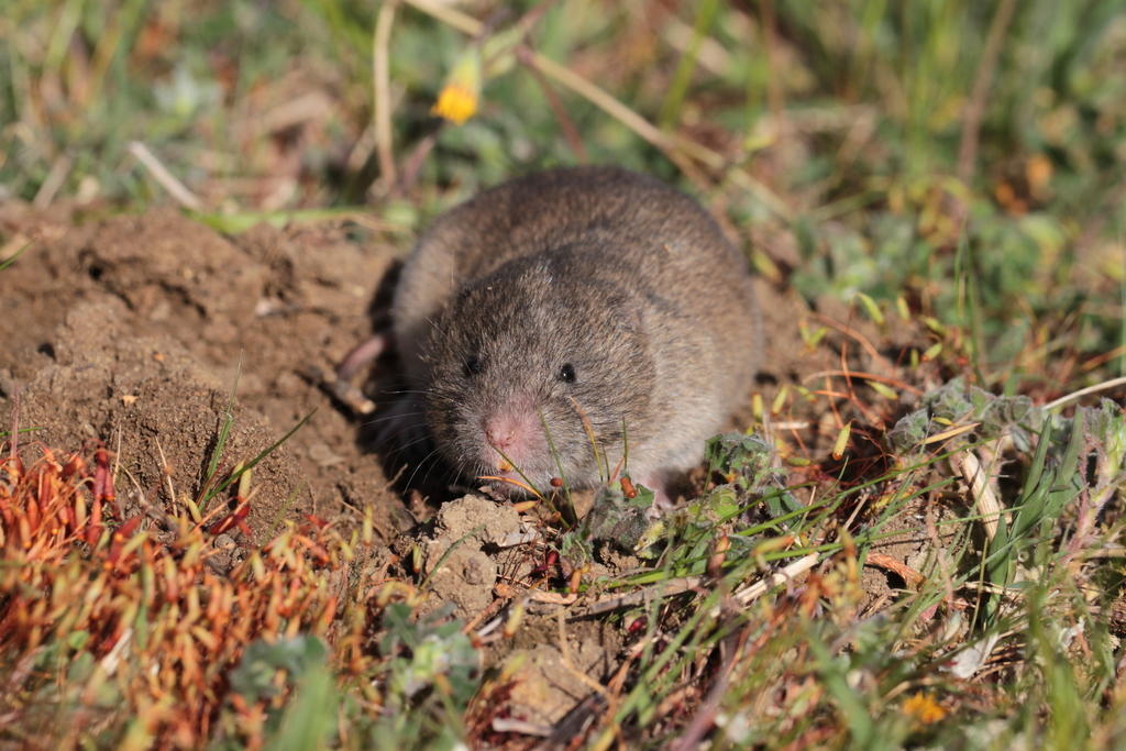 Mediterranean Pine Vole