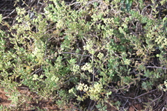 Crassula mesembryanthoides