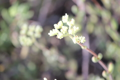 Crassula mesembryanthoides