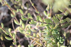 Crassula mesembryanthoides