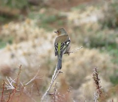 Fringilla coelebs schiebeli
