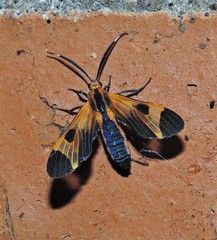 Dycladia emerita