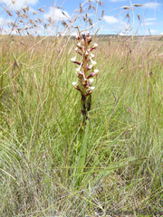 Disa cooperi