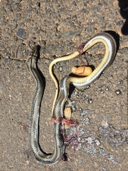 Psammophis crucifer