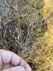 Juncus pelocarpus