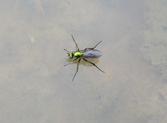 Dolichopus popularis