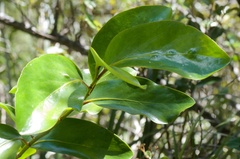 Griselinia lucida