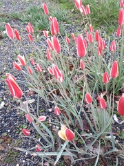 Tulipa clusiana