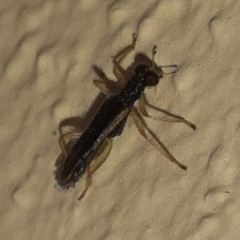 Hydnocerinae