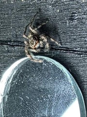 Platycryptus undatus