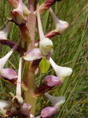 Disa cooperi