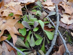 Antennaria parlinii fallax