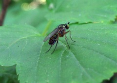 Dolichopus ungulatus