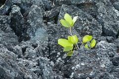 Griselinia lucida