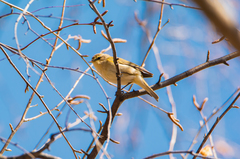 Phylloscopus collybita