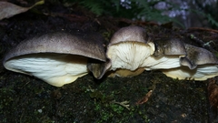 Sarcomyxa serotina image