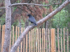 Corvus corone