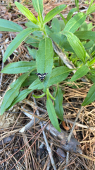 Pseudothyris sepulchralis