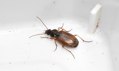 Agonum sordidum