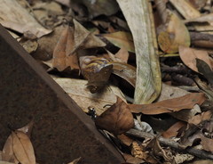 Seseria formosana