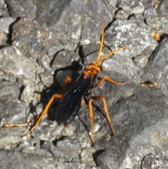 Leptodialepis bipartitus