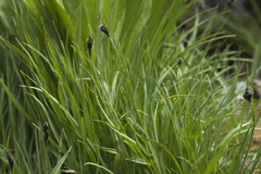 Carex orbicularis