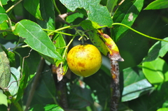 Dicella nucifera