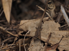 Takydromus kuehnei