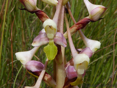Disa cooperi