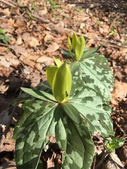 Trillium luteum