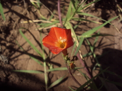 Ipomoea indivisa