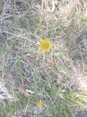 Helenium pinnatifidum
