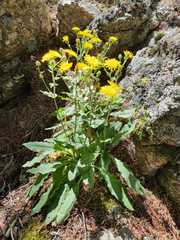 Hieracium amplexicaule