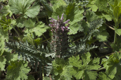 Pedicularis olgae