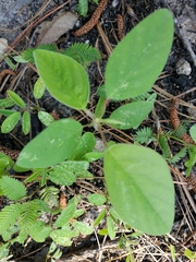Desmodium floridanum