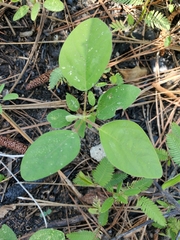Desmodium floridanum