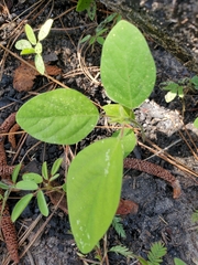 Desmodium floridanum