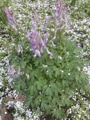 Corydalis solida