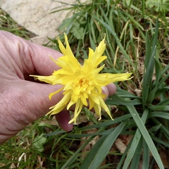 Narcisseae